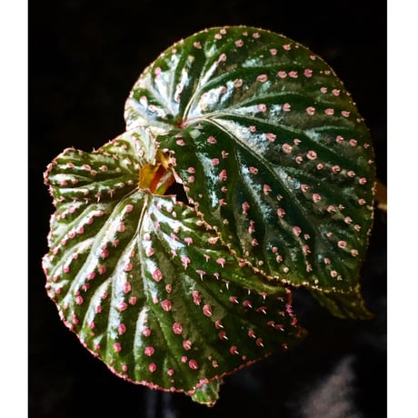 Begonia sp. from Saripoi [LA0813-2]