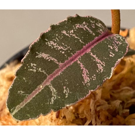 Labisia sp. from Riau
