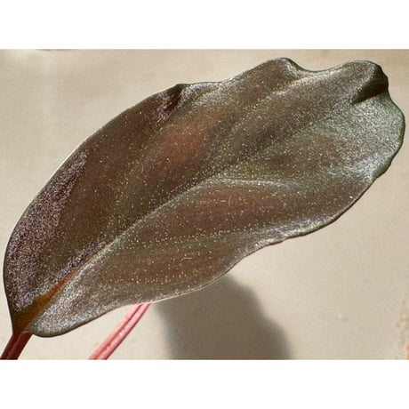 Homalomena sp. from Bengkayang West Kalimantan ①