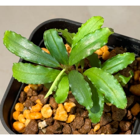 Bucephalandra sp.\"Bukit Kelam-2\"(タグ付き) Bucephalandra sp. Bukit Kelam-2 (タグ付き)
