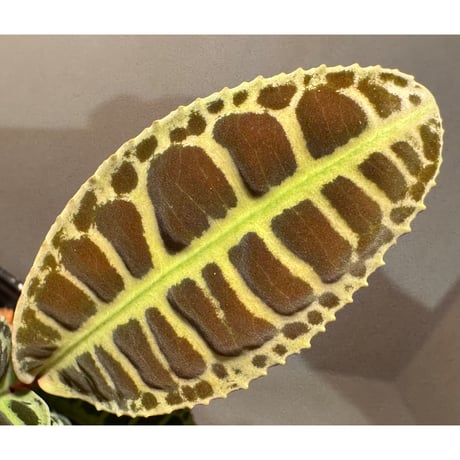 Emblemantha urnulata (Labisia sp.) from Riau sumatera [LA0815-01]