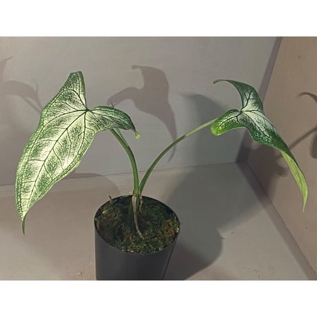 sp. from Bahia Solano Colombia [tanakay]