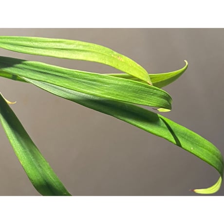 Homalomena anthurioides from "Sumatra utara" [TB]