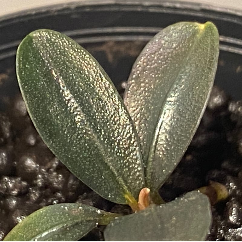 Bucephalandra sp. 