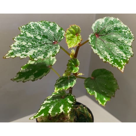 Begonia sp. from North Toraja [S0919-02] STRINGE PLANTS