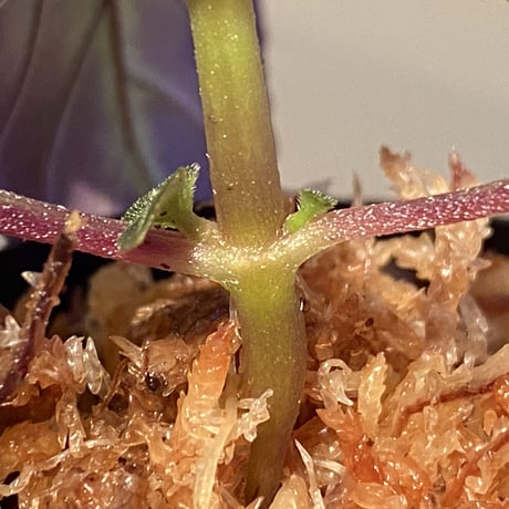 Gesneriaceae gen. from Kalimantan Barat