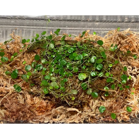 Peperomia emarginella from Colombia [LA0316-03] ①