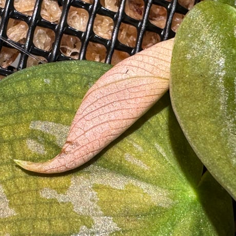 Philodendron sp. from Iquitos Peru [tanakay]