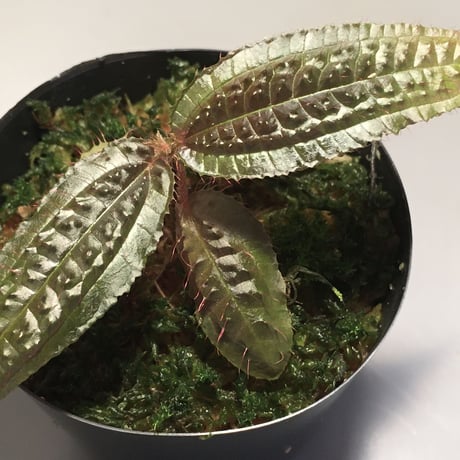 Triolena pustulata from Ecuador