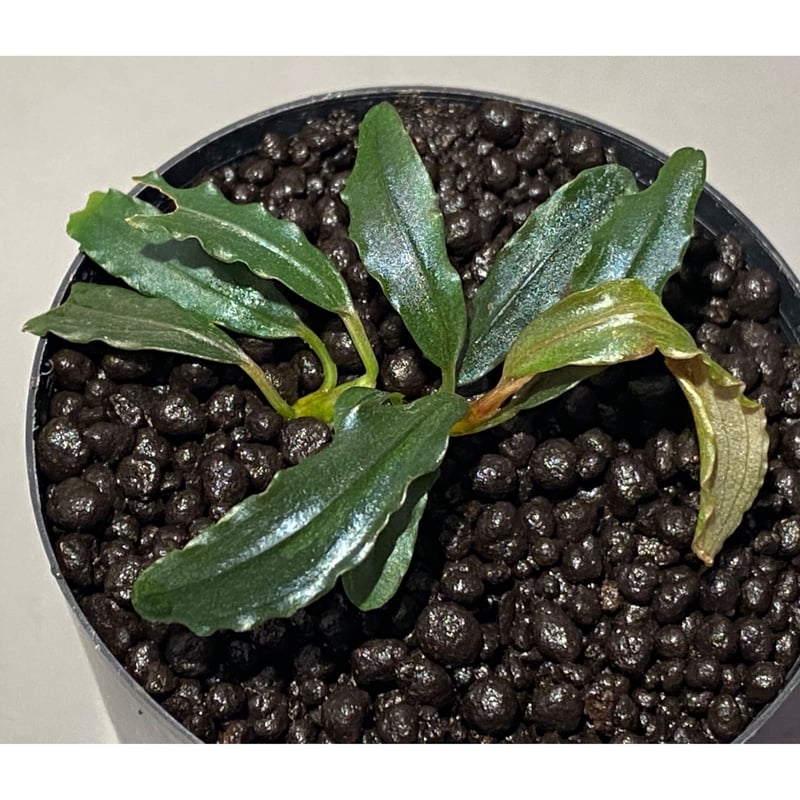 水草 Bucephalandra sp. Black herrykafa Bucephalandra sp. Black herrykafa② 魚用品・水草｜wattoo.biz