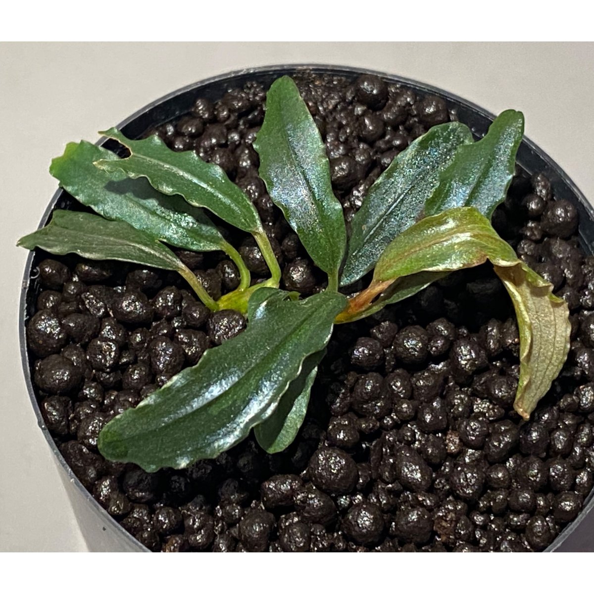 Bucephalandra sp. Bucephalandra sp.