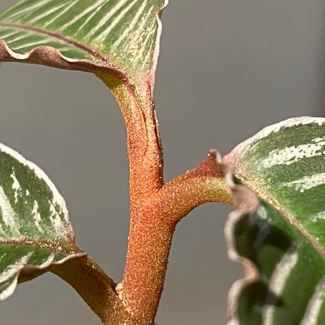 Ardisia sp. from Perlis Malaysia