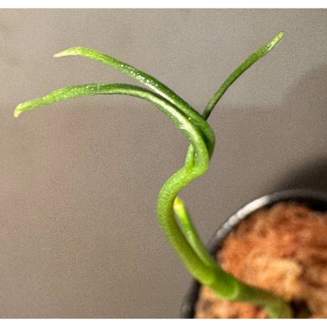 Anthurium aff. eminens