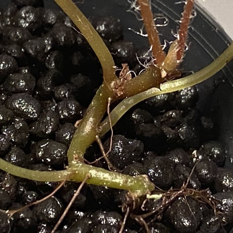 Begonia cf. ferox from Cao Bang [YH040519BK] TK