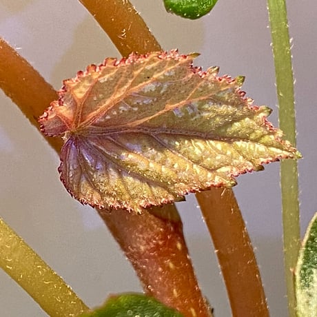 (大株) Begonia sp. from Na Hang ベトナム北部産 [TK]