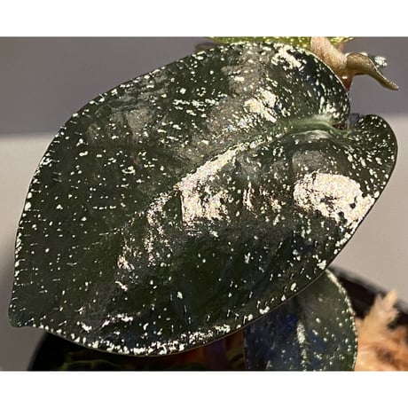Argostemma hookeri from Malay Peninsula