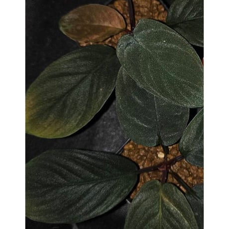 Homalomena sp. from Riau sumatera