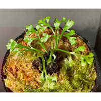 Asplenium cf. thunbergii from West Java