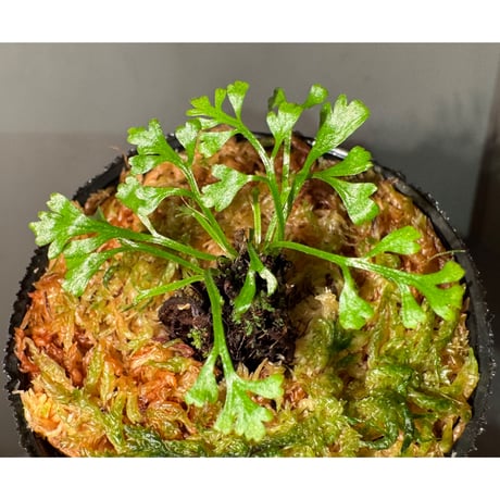 希少　アスプレニウムcf.ノルマーレ 楽天市場】（水草）アスプレニウム cf．ノルマーレ（水上葉