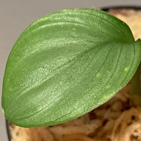Homalomena sp. Aceh Silver from Aceh sumatera [LA0613-00]