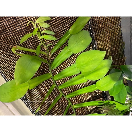Epipremnum sp. from Khlong Yai Trat Thailand