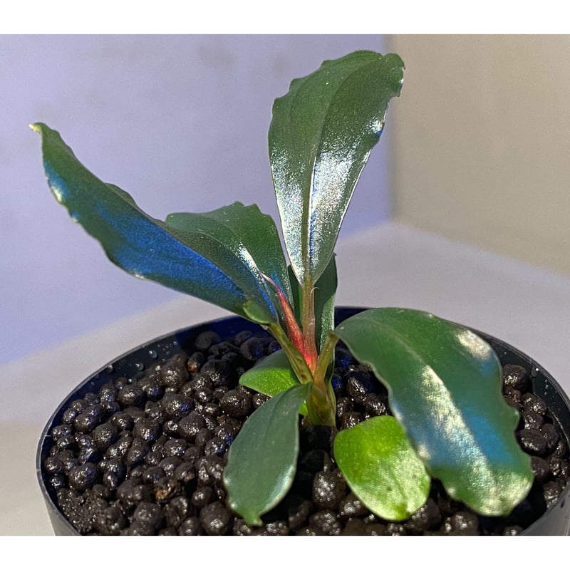 Bucephalandra sp. Bucephalandra sp.