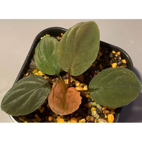 Homalomena sp. from Solok sumatera [LA0315-2]