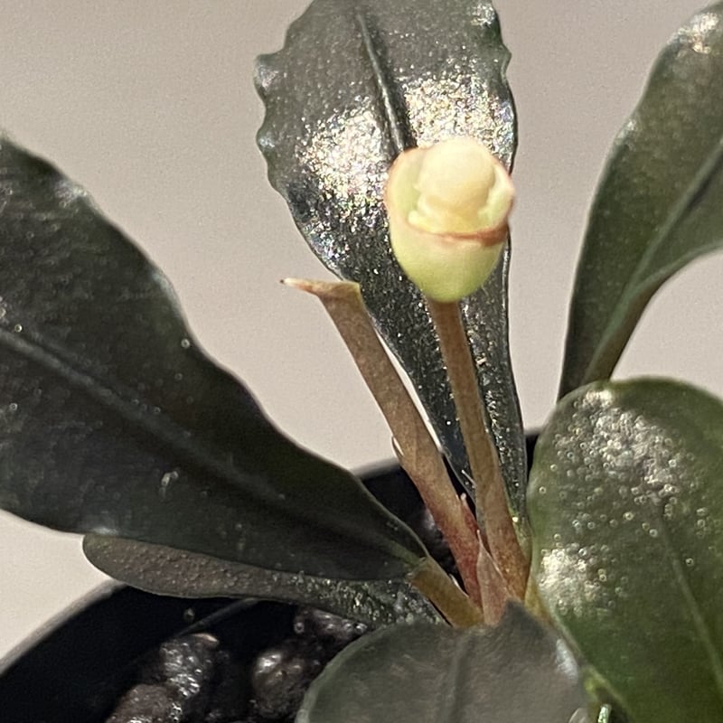 脇芽付き) Bucephalandra sp. 