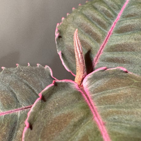 Labisia sp. from Malaysia [KN]