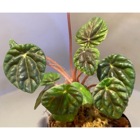 Peperomia meridiana from Ecuador [tanakay]