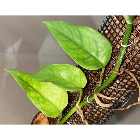 Philodendron sp. from Venezuela [tanakay]