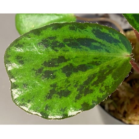 Begonia blancii