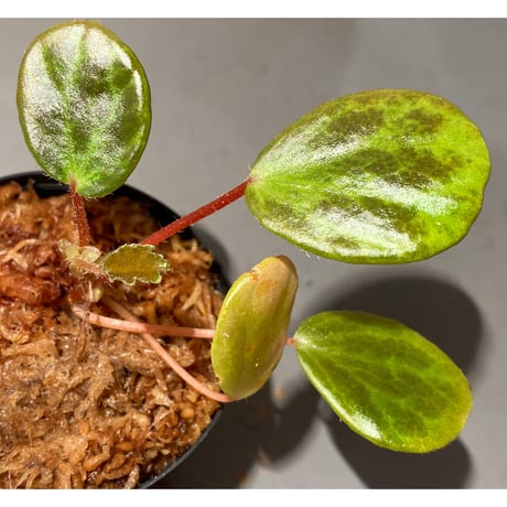 Begonia blancii