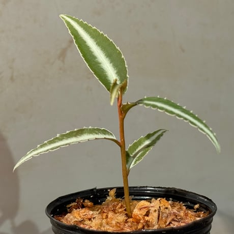 Labisia sp. from Kapuas hulu Kalimantan barat