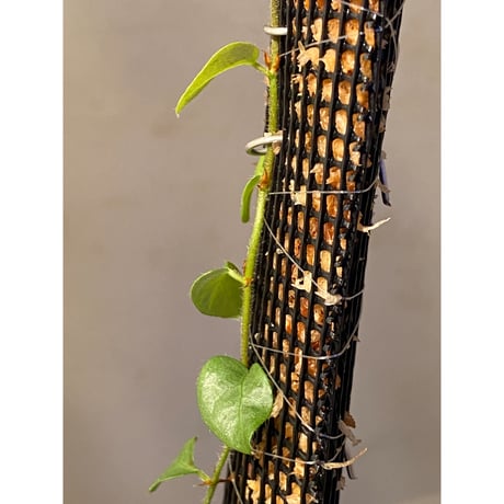 Ficus sp. from Murung raya [LA0515-05]