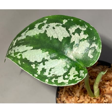 Scindapsus sp. from Gn.Besar