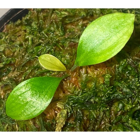 Homalomena sp. "Aceh selatan" Aceh Sumatra [TB]