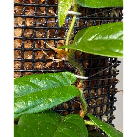 Ficus sp. "Gunung Besar" Kalimantan Selatan