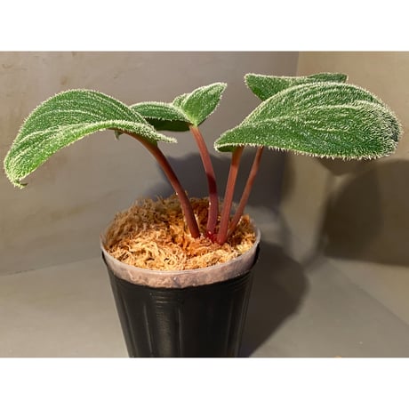 (大株) Homalomena sp. from Sumatera Utara [LA0718-z-u]