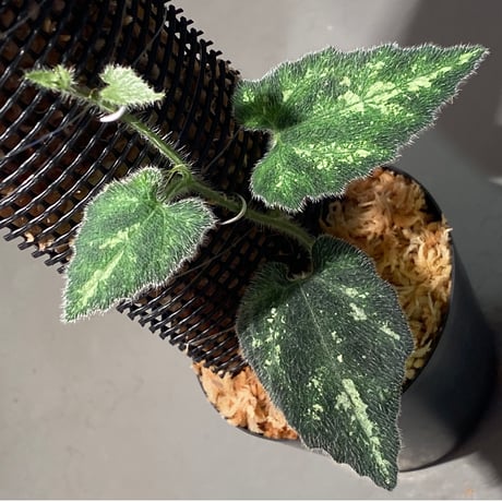 Unknown climbing plants from Ngabang West Kalimantan