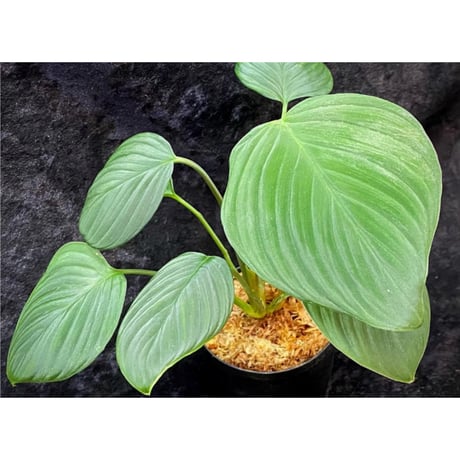 Homalomena sp. "Aceh selatan" Aceh Sumatra [TB] ②