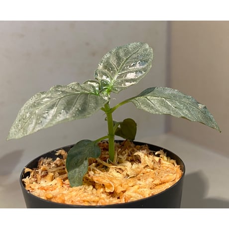 Ophiorriza sp. "鋼" from Aceh Selatan [HW0816-03]