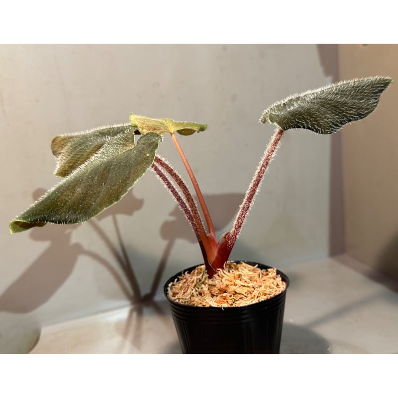 Homalomena sp. (cf. pexa) from Aceh Sumatera |