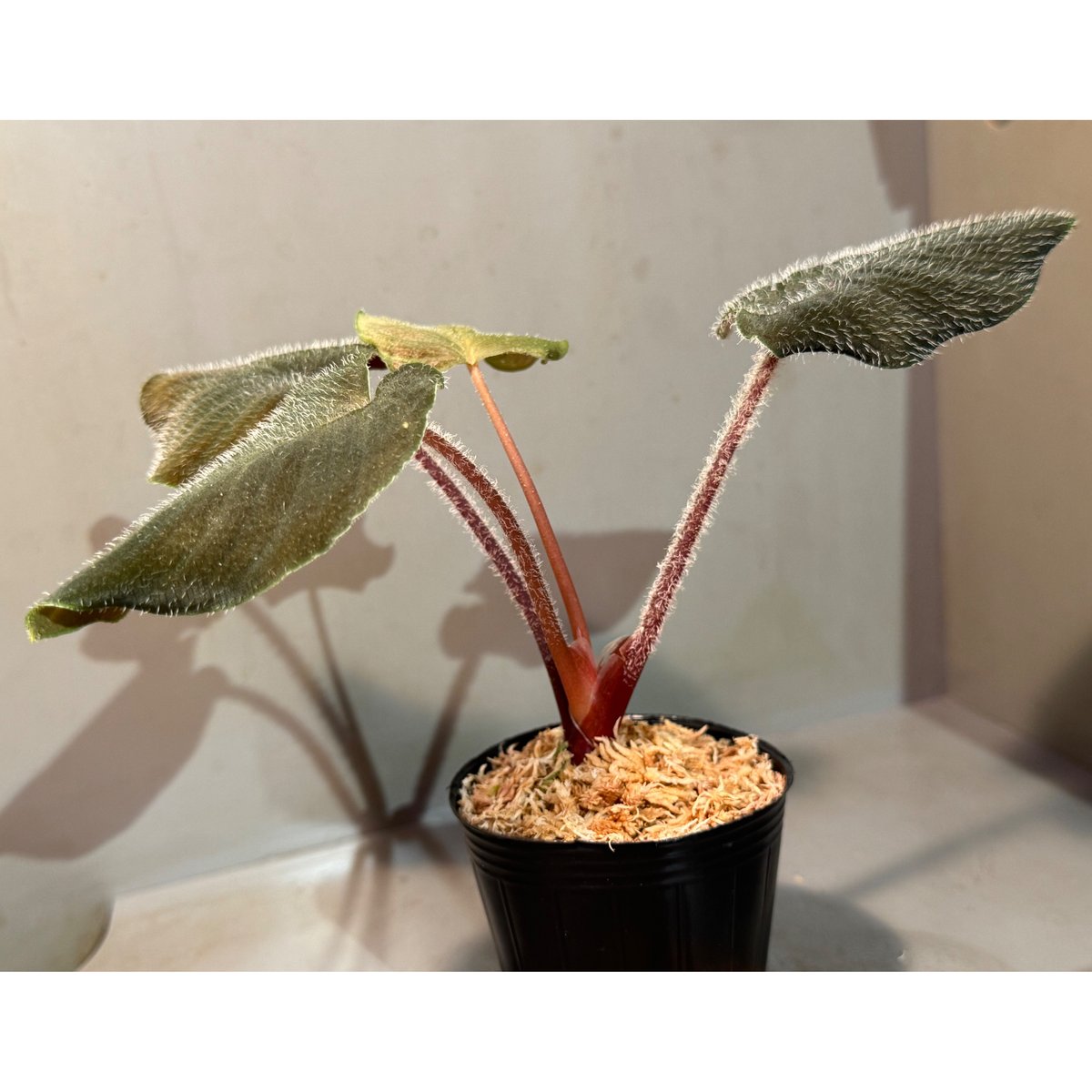Homalomena sp. (cf. pexa) from Aceh Sumatera |