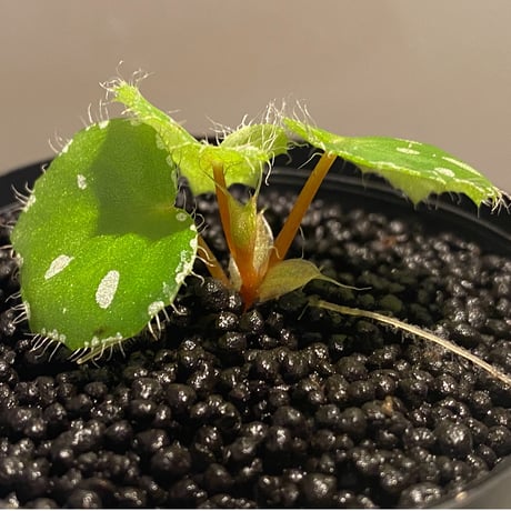 Begonia sp. from Rahad Datu [TK081116-1]