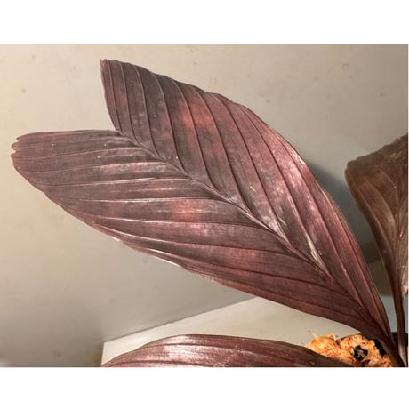 Pinanga veitchii from Sanggau West Kalimantan