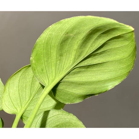 Homalomena sp. "Green" from Bogor