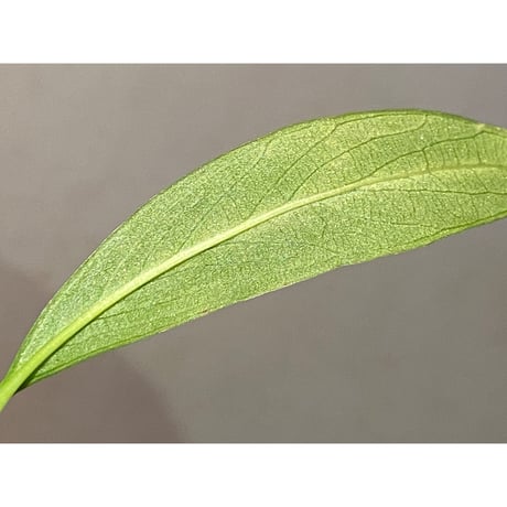 Anubias afzelii Eastern Province Sierra Leone
