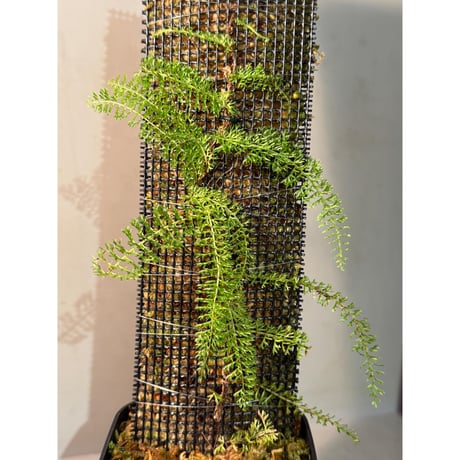Lindsaea repens from Landak West Kalimantan