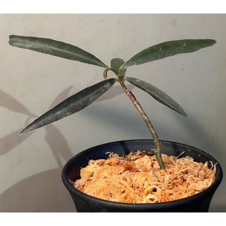 Labisia sp. from Kapuas hulu West Kalimantan